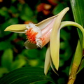 Dendrobium schrautii