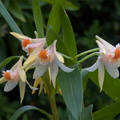 Dendrobium schrautii