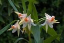 Dendrobium schrautii