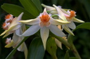 Dendrobium schrautii