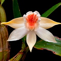 Dendrobium schrautii