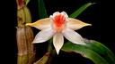 Dendrobium schrautii