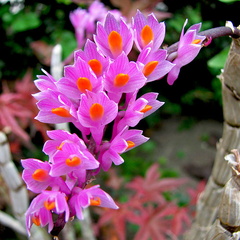 Dendrobium secundum