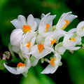 Dendrobium secundum f. album 