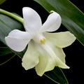 Dendrobium austrocaledonicum