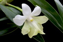 Dendrobium austrocaledonicum