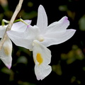 Dendrobium spathilingue