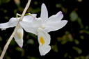 Dendrobium spathilingue