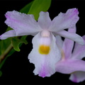 Dendrobium spathilingue