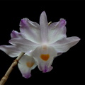 Dendrobium_spathilingue3.jpg