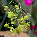 Dendrobium catenatum