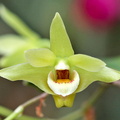 Dendrobium catenatum