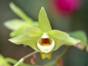 Dendrobium catenatum