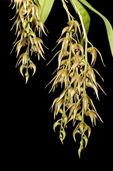 Dendrobium_strongylanthum1.jpg