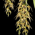 Dendrobium strongylanthum