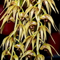 Dendrobium strongylanthum