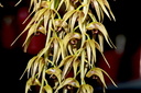 Dendrobium strongylanthum