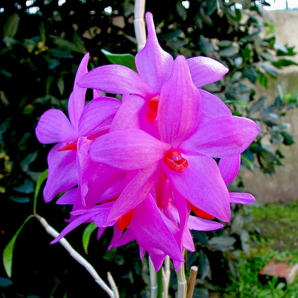 Dendrobium glomeratum