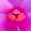 Dendrobium glomeratum