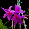 Dendrobium glomeratum