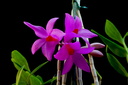 Dendrobium glomeratum