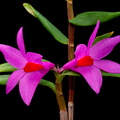 Dendrobium glomeratum