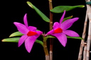 Dendrobium glomeratum