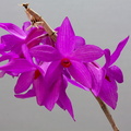 Dendrobium glomeratum