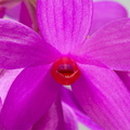 Dendrobium glomeratum