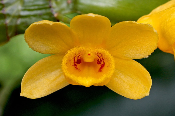 Dendrobium sulcatum