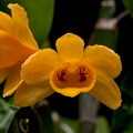 Dendrobium sulcatum