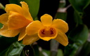 Dendrobium sulcatum