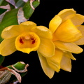 Dendrobium sulcatum