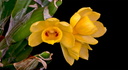 Dendrobium sulcatum