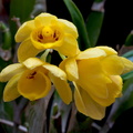 Dendrobium sulcatum