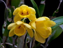 Dendrobium sulcatum