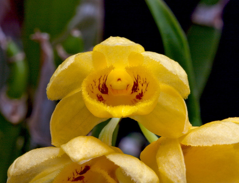 Dendrobium sulcatum