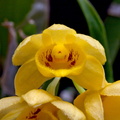 Dendrobium sulcatum