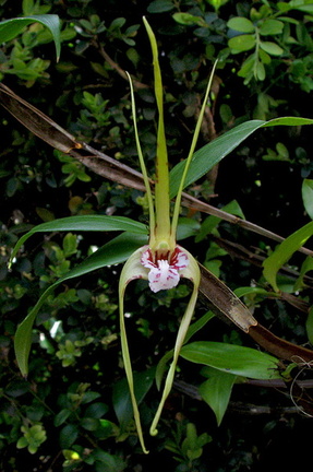 Dendrobium tetragonum