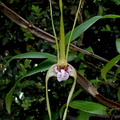 Dendrobium tetragonum