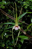 Dendrobium tetragonum