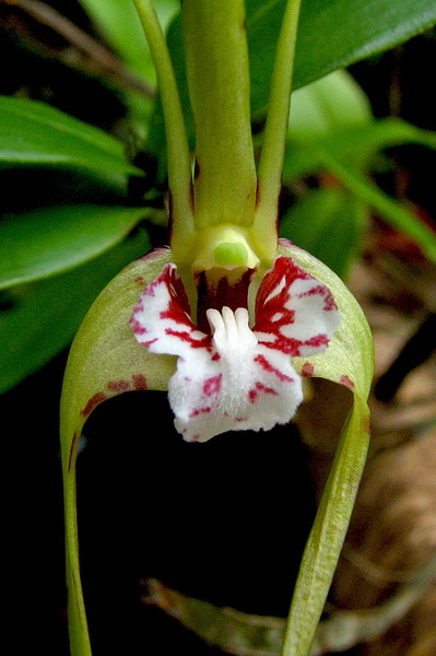 Dendrobium tetragonum