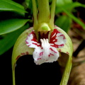 Dendrobium tetragonum