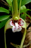 Dendrobium tetragonum