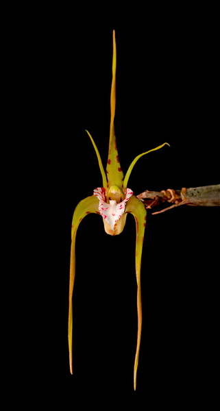 Dendrobium tetragonum