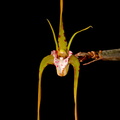 Dendrobium tetragonum