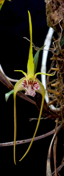 Dendrobium_tetragonum4.jpg