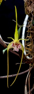 Dendrobium tetragonum