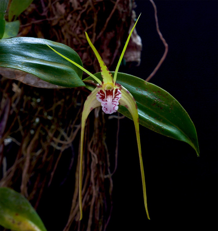 Dendrobium tetragonum