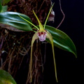 Dendrobium tetragonum